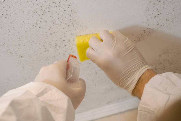 Best Mold Documentation for Insurance Claims  in Bayshore, NC