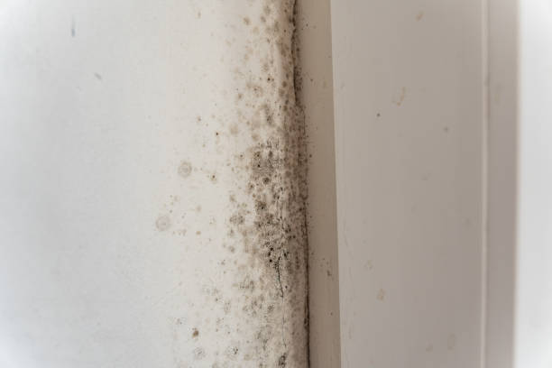 Asbestos and Lead Testing During Mold Inspection in Bayshore, NC